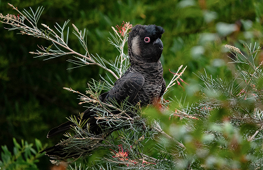Baudin’s Black Cockatoo
