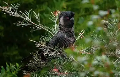 baudins black cockatoo bird australia