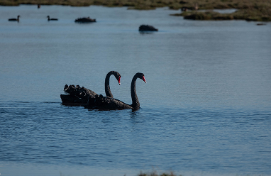 Black Swan