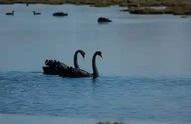 Black Swan bird australia