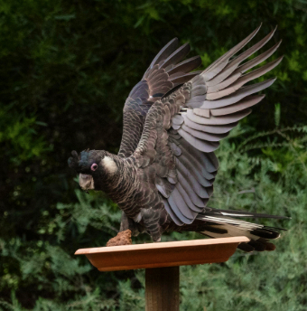 black cockatoo image