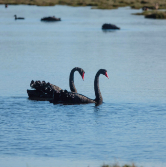 blackswan image