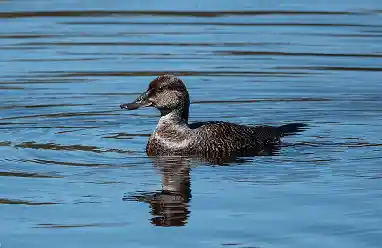 Blue-Billed Duck bird australia
