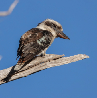 Cockabarra image