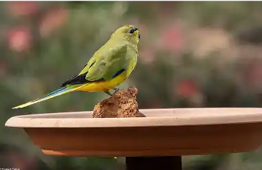 Elegant Parrot bird australia