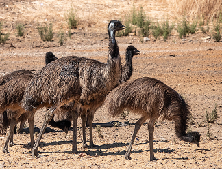 Emu