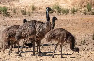 Emu bird australia
