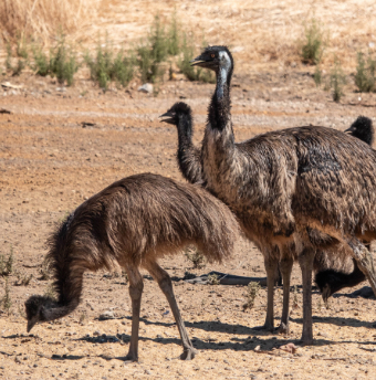 emu image