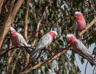 Galah