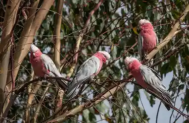 galah bird australia