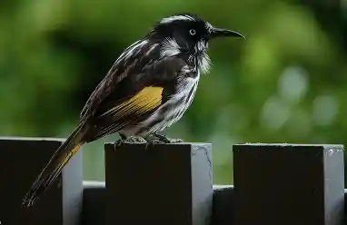 newholland honeyeater bird australia