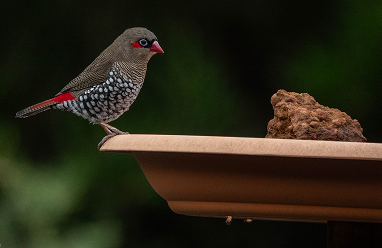Red-eared Firetail