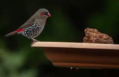 Red-eared Firetail australia