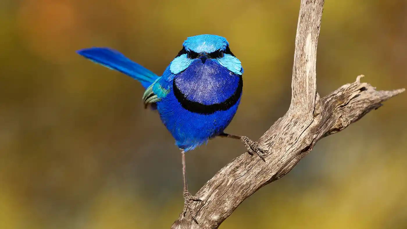 splendid Fairy-Wren Australia