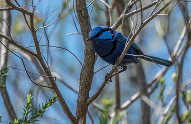 Splendid Fairy-Wren
