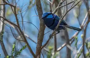 Splendid Fairy-Wren bird blue austaralia
