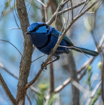 splendidfairywren image