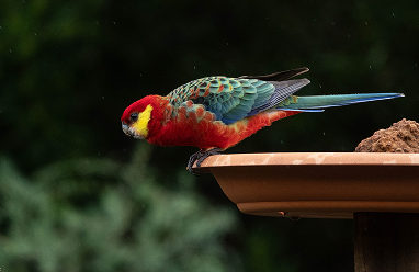 Western Rosella
