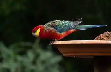 Western Rosella (Male) bird australia