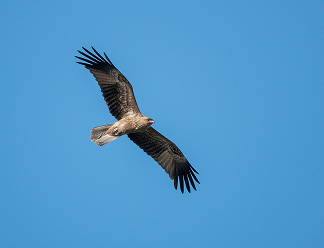 Whistling Kite