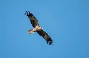 Whistling Kite bird australia