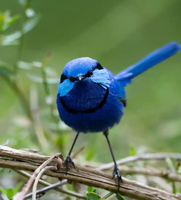 splendid Fairy-Wren australia