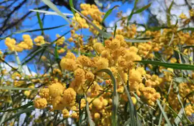 Acacia flower australia