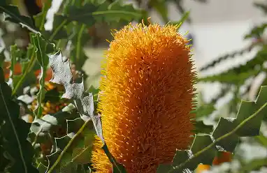 banksia flower australia