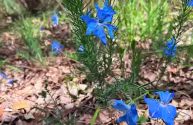 blueleschenaultia flower australia
