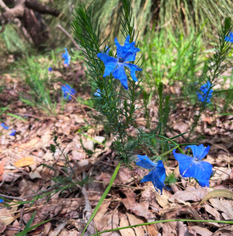 Blue Leschenaultia image