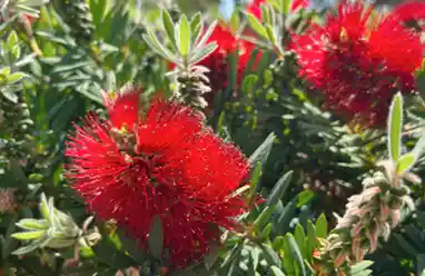 Bottlebrush flower australia