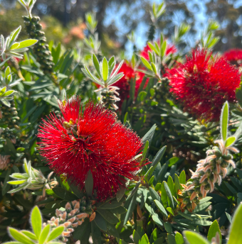 bottle brush image