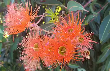 corymbia flower australia