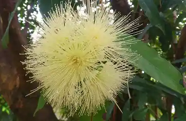 eucalyptus flower australia