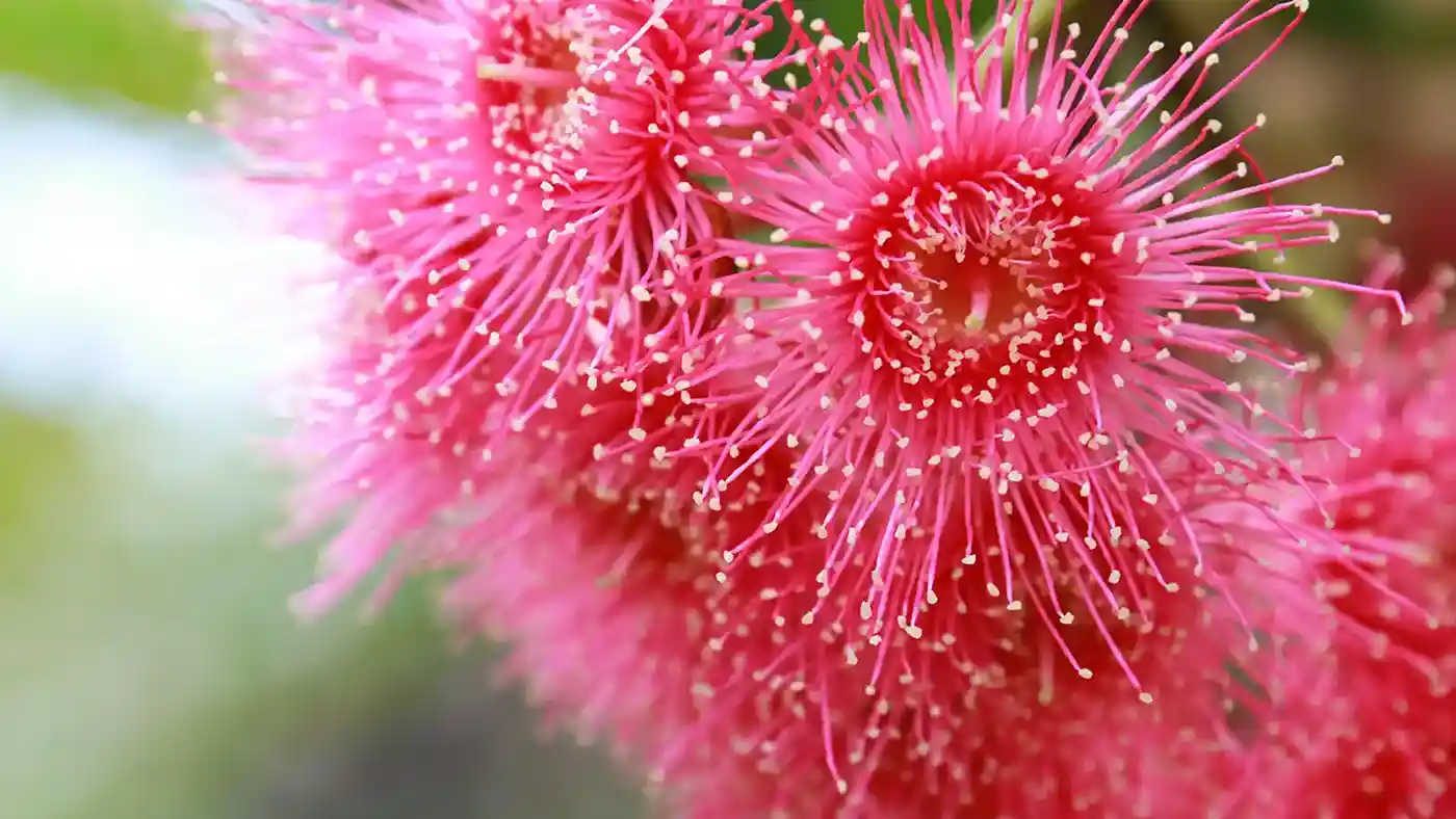 eucalyptus flower