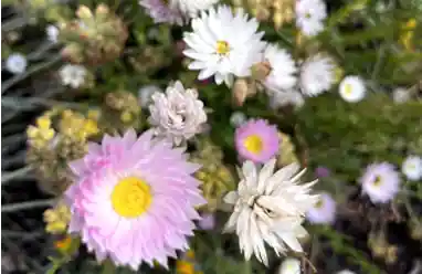 everlasiting flower australia