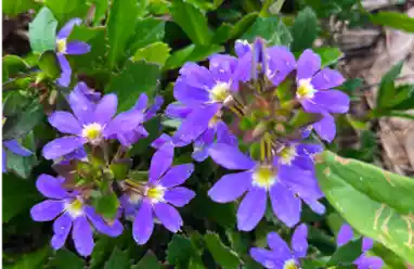 fanflower austaralia