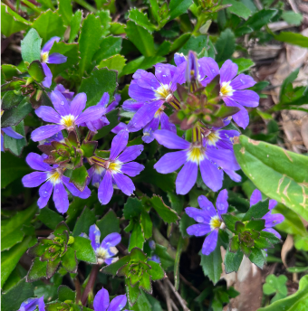 fan flower image