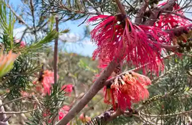 grevillea flower australia