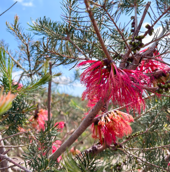 grevillea image