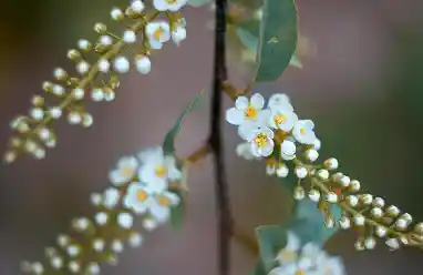 waxflower flower australia