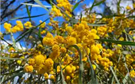 Acacia wattle austaralia flower