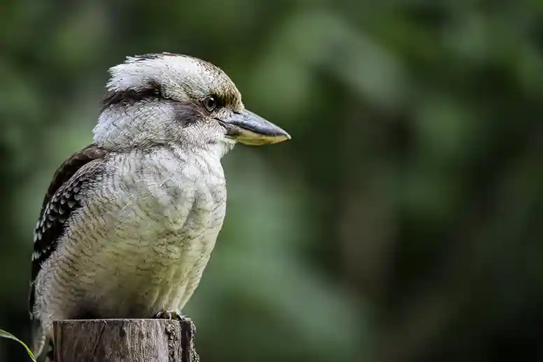 cockabarra looking at forward