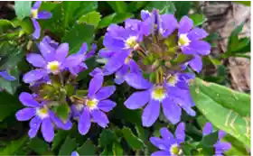 fan-flower austaralia flower