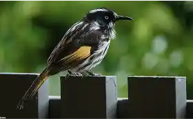 honeyeater austaralia birds