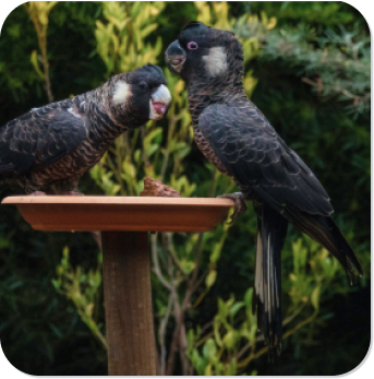 blackcockatoo pair drinking water