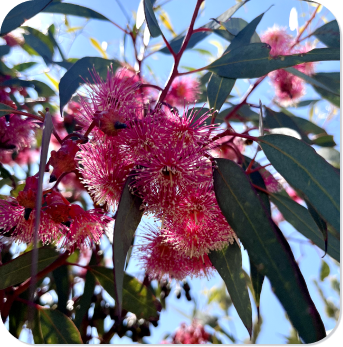 flower bottlebrussh perth