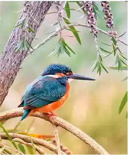kingfisher austaralia birds