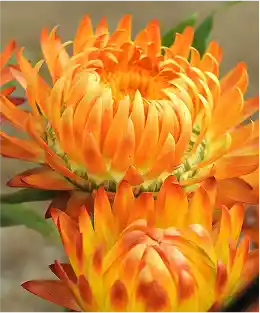 orange flower australia