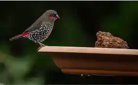 red-eared Firetail austaralia birds